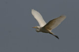 Great Egret - Grote Zilverreiger