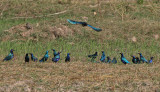 Greater Blue-eared Starlings (yellow eyes) and Lesser Blue-eared Starlings (orange eyes) - Groenstaartglansspreeuwen (gele ogen)