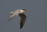 Royal Tern - Koningsstern