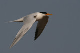 Royal Tern - Koningsstern
