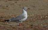 Grey-headed Gull - Grijskopmeeuw