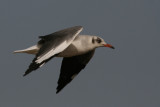 Grey-headed Gull - Grijskopmeeuw