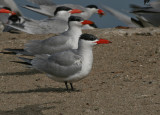 Caspian Tern - Reuzenstern