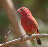 Red-billed Firefinch - Vuurvink