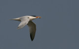 Royal Tern - Koningsstern