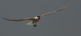 Caspian Tern - Reuzenstern