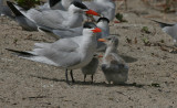 Caspian Tern - Reuzenstern