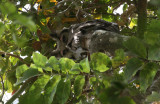 Verreauxs Eagle Owl - Grijze Oehoe