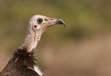 Hooded Vulture - Kapgier