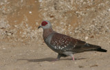 Speckled Pigeon - Guineaduif