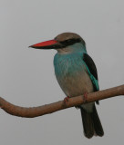 Bleu-breasted Kingfisher - Teugelijsvogel