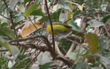 Sulphur-breasted Bushshrike - Oranje Bosklauwier