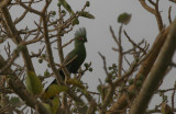 Green Turaco - Groene Toerako