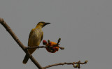 African Oriole - Afrikaanse Wielewaal