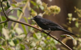 Black Flycatcher - Senegalese Drongovliegenvanger