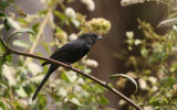 Black Flycatcher - Senegalese Drongovliegenvanger