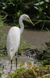 Intermediate Egret - Middelste Zilverreiger