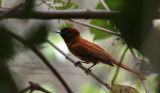 Red-bellied Paradise Flycatcher - Roodbuikparadijsmonarch