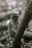 Green Velvet Monkey - Geelgroene Meerkat