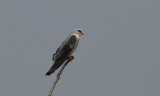 Black-shouldered Kite - Grijze Wouw