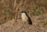 Senegal Coucal - Senegalese Spoorkoekoek