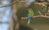 Swallow-tailed Bee-eater - Zwaluwstaartbijeneter