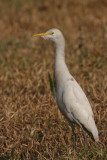 Cattle Egret - Koereiger