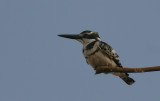 Pied Kingfisher - Bonte IJsvogel