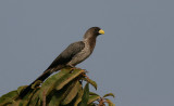 Western Grey Plantain-eater - Grijze Bananeneter