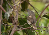 Western Olivaceous Warbler - Westelijke Vale Spotvogel
