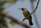 Scarlet-chested Sunbird - Roodborsthoningzuiger