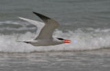 Caspian Tern - Reuzenstern