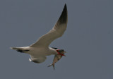 Caspian Tern - Reuzenstern