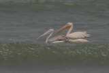 Pink-backed Pelican (left) and Great White Pelican - Kleine Pelikaan (links) en Roze Pelikaan