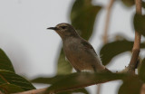 Mouse-brown Sunbird - Bruine Honingzuiger