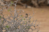 Tristrams Warbler - Atlasgrasmus