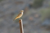 Red-tailed Wheatear - Roodstaarttapuit