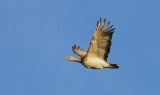 Great Bustard - Grote Trap