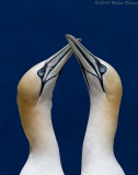 Northern Gannet