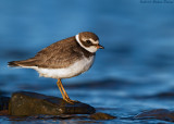 Semipalmated Plover