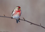 Common Redpoll