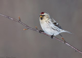 Hoary Redpoll