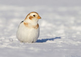 Snow Bunting