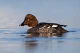 Common Goldeneye