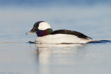 Bufflehead