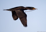 Double-crested Cormorant