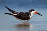 Black Skimmer