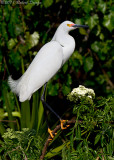 Snowy Egret