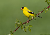 American Goldfinch