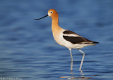 American Avocet